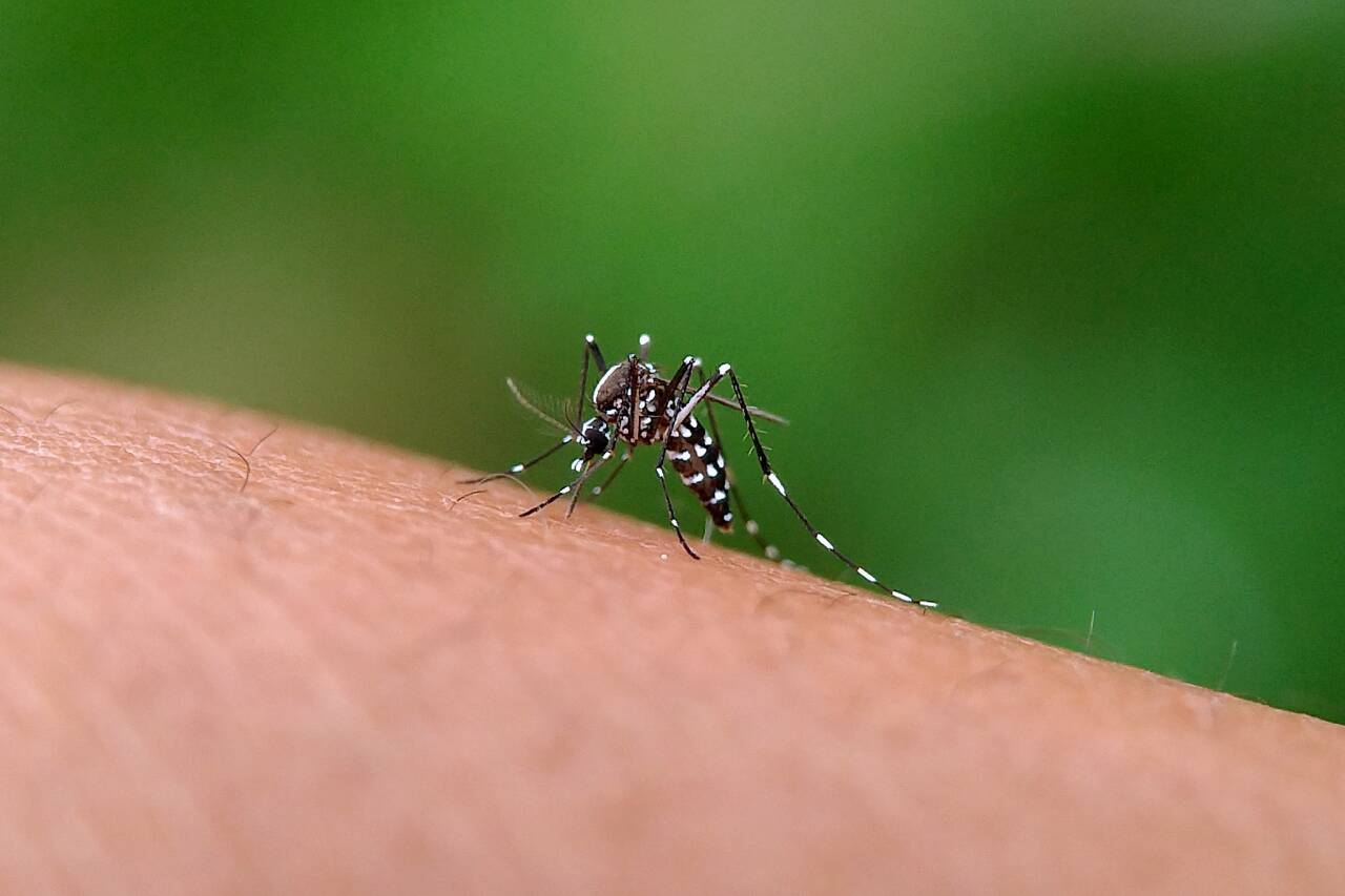 Mosquito beijando pele humana